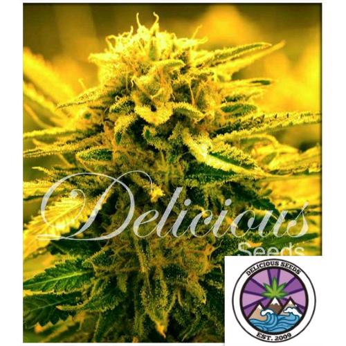 DELICIOUS SEEDS - SUGAR BLACK ROSE AUTO - 5 SEMI