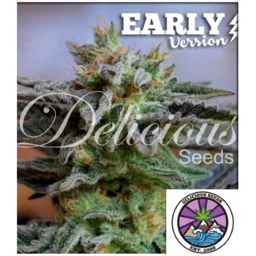 DELICIOUS SEEDS - SUGAR BLACK ROSE  - EARLY VERSION - 3 SEMI