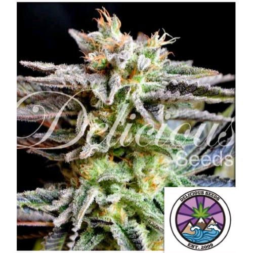 DELICIOUS SEEDS - SUGAR BLACK ROSE FEM - 3 SEMI