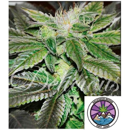 DELICIOUS SEEDS - SUGAR CANDY FEM - 1 SEME