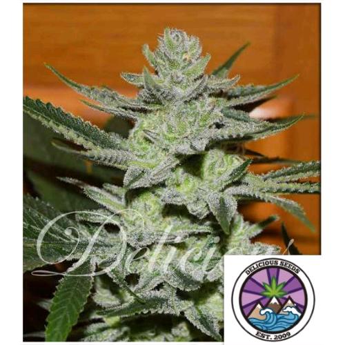 DELICIOUS SEEDS - UNKNOWN KUSH FEM - 3 SEMI