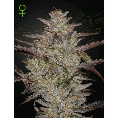 GREEN HOUSE - ALIENZ AUTO - 10 SEMI