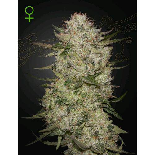 GREEN HOUSE - HIGHCLOUDZ AUTO - 1 SEME