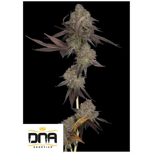 DNA GENETICS - DNA CAKE AUTO - 10 SEMI
