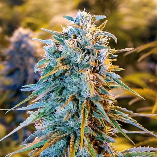 HUMBOLDT SEEDS - BLUE DREAM FEM - 10 SEMI