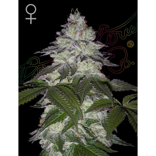 GREEN HOUSE - MILKY DREAMS FEM - 3 SEMI