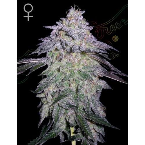 GREEN HOUSE - NORI CAKE FEM - 10 SEMI