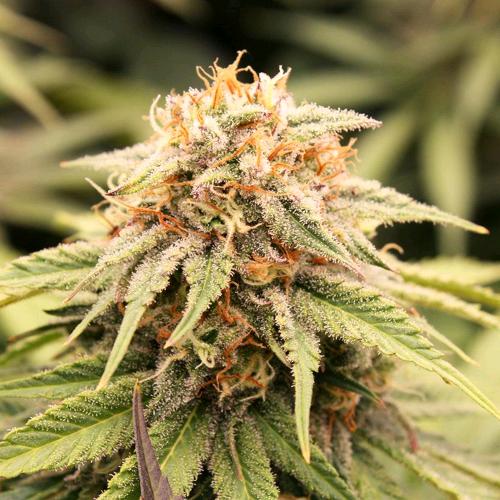 NEW - HUMBOLDT SEEDS - PRIZMATIC FEM - 3 SEMI