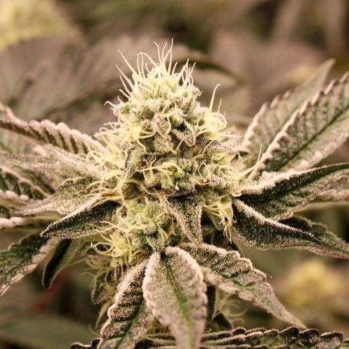 HUMBOLDT SEEDS - MOUTH WASH FEM - 5 SEMI