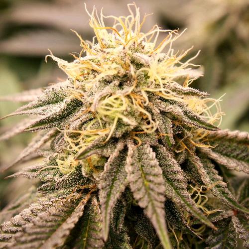 HUMBOLDT SEEDS - SUNDOGZ FEM - 10 SEMI