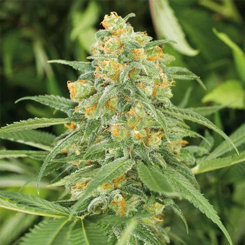 HUMBOLDT SEEDS - GREEN CRACK FEM - 10 SEMI