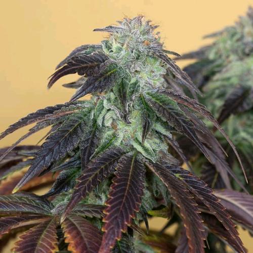 HUMBOLDT SEEDS - OG KUSH FEM - 3 SEMI