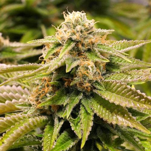 HUMBOLDT SEEDS - GORILLA BREATH FEM - 5 SEMI