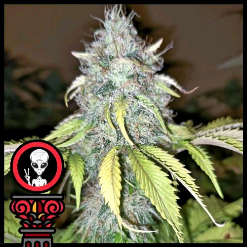 DOMUS SEEDS - ALIEN CHOCOLATE EXPRESS AUTO - 5 SEMI