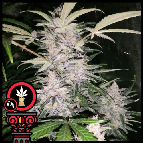 DOMUS SEEDS - AUTO BRUCE BANNER - 5 SEMI