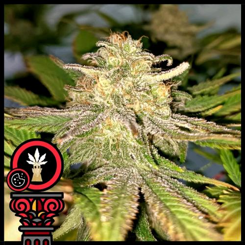 DOMUS SEEDS - AUTO COOKIES - 5 SEMI