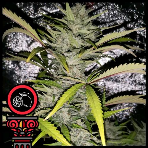 DOMUS SEEDS - AUTO LEMON HAZE - 5 SEMI