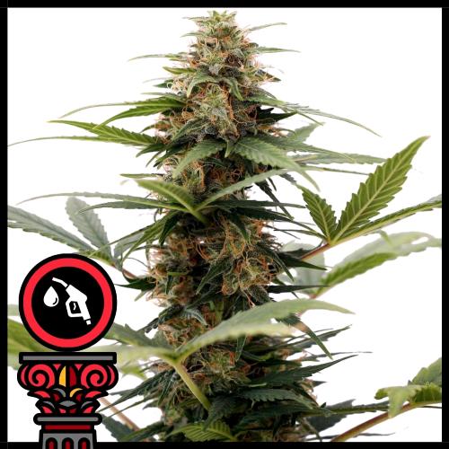 DOMUS SEEDS - AUTO OG KUSH - 5 SEMI