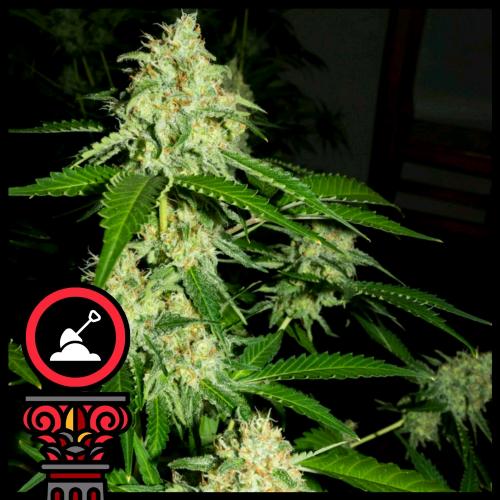 DOMUS SEEDS - AUTO OREGON BUD - 5 SEMI