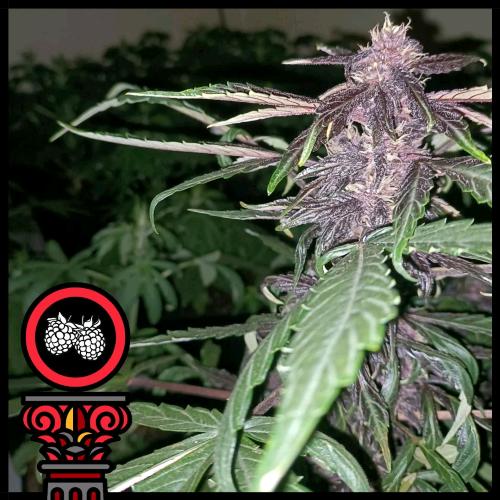 DOMUS SEEDS - REDBERRY EXPRESS AUTO - 5 SEMI