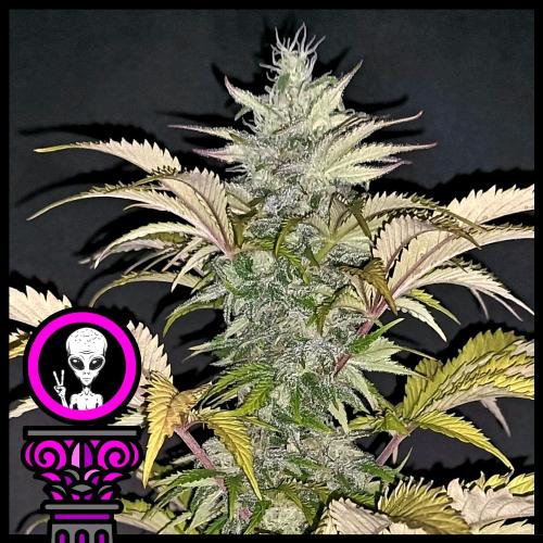 DOMUS SEEDS - ALIEN CHOCOLATE FEM - 5 SEMI