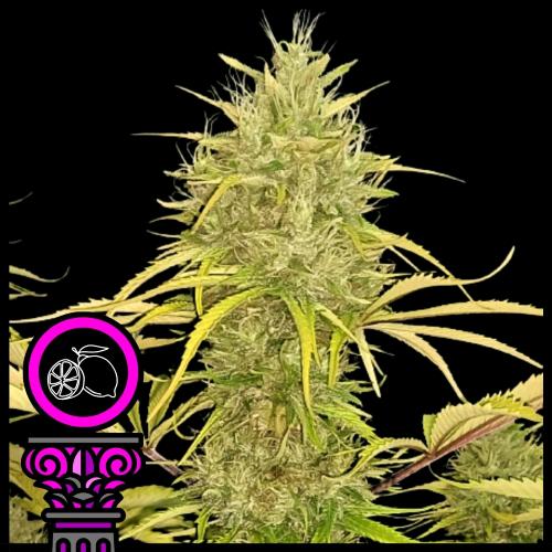 DOMUS SEEDS - AMNESIA LEMON FEM - 5 SEMI