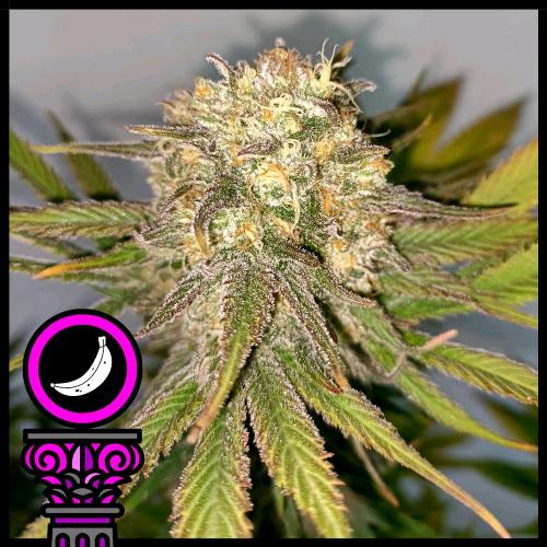 DOMUS SEEDS - BANANA SPLIT FEM - 5 SEMI