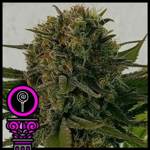 DOMUS SEEDS - BLACK SCOTT'S OG FEM - 5 SEMI