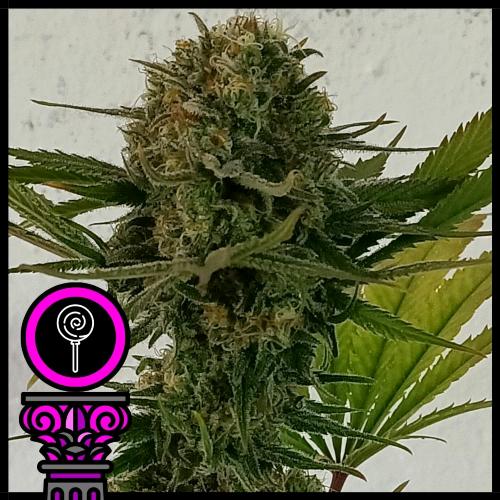 DOMUS SEEDS - BLACK SCOTT'S OG FEM - 3 SEMI