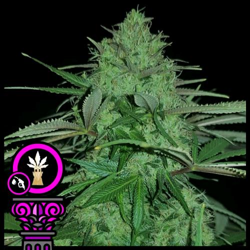 DOMUS SEEDS - BLAZAR FEM - 5 SEMI