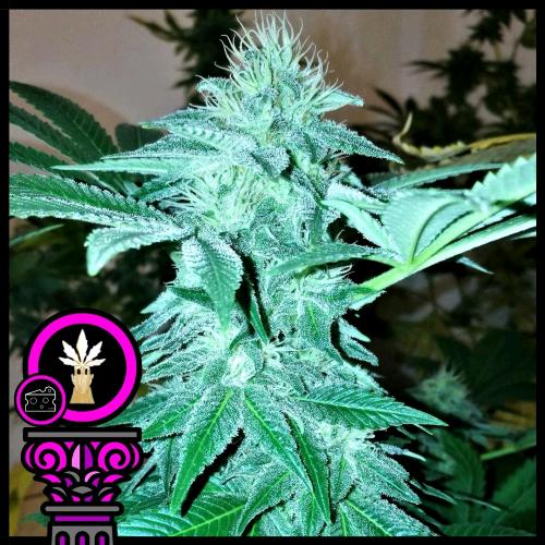 DOMUS SEEDS - BLUE CHEESE FEM - 5 SEMI