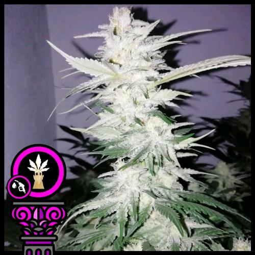 DOMUS SEEDS - BRUCE BANNER FEM - 5 SEMI