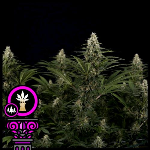 DOMUS SEEDS - CRITICAL KUSH FEM - 5 SEMI