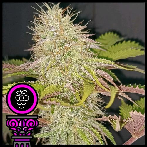 DOMUS SEEDS - GRAN DADDY PURPLE FEM - 5 SEMI