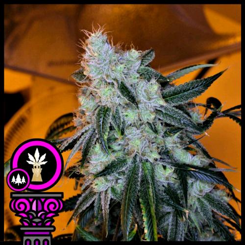 DOMUS SEEDS - OREGON BUD FEM - 3 SEMI