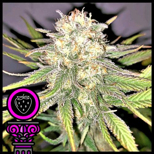 DOMUS SEEDS - ROCK RUNTZER FEM - 3 SEMI