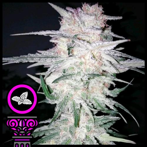 DOMUS SEEDS - SILVER BANNER FEM - 3 SEMI