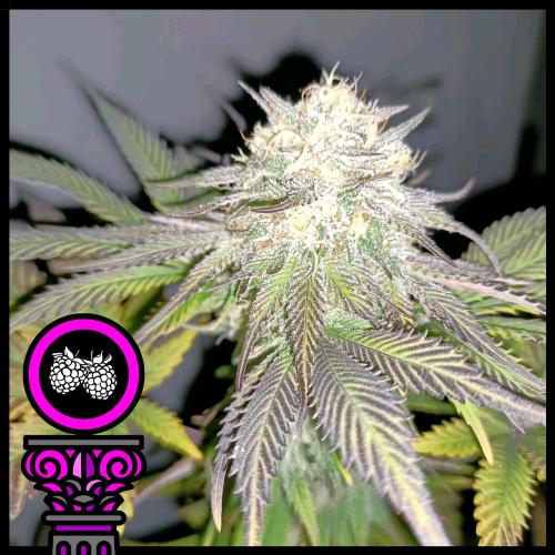 DOMUS SEEDS - TROPICANA PURPLE COOKIES FEM - 5 SEMI