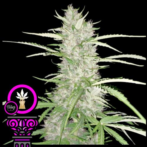 DOMUS SEEDS - WHITE FRUIT FEM - 3 SEMI