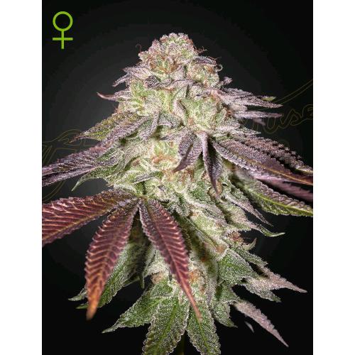 GREEN HOUSE - SUGARLATO AUTO - 1 SEME