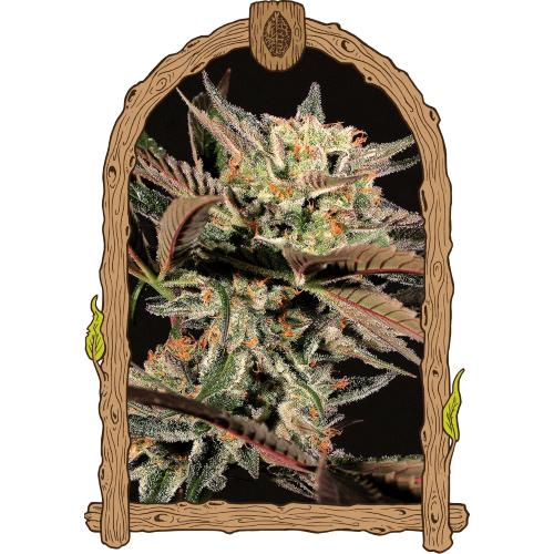 EXOTIC - AMNESIA NR.7 FEM - 10 SEMI