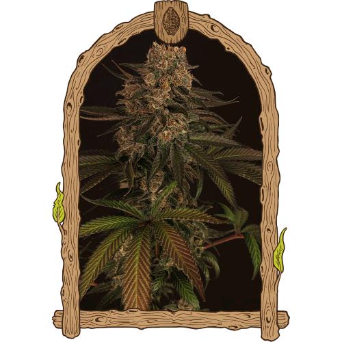 EXOTIC - EXOTIC COLOURS FEM - 3 SEMI