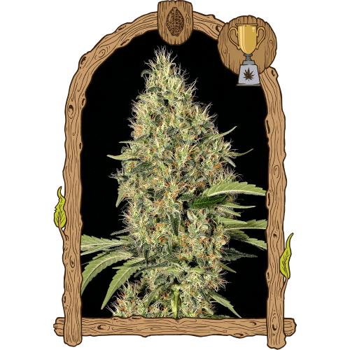 EXOTIC - GIPSY WIDOW FEM - 10 SEMI