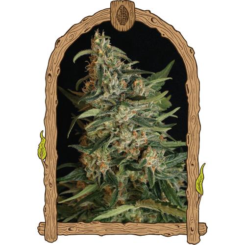 EXOTIC - GREEN GUMMY FEM - 3 SEMI