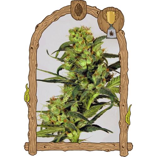 EXOTIC - SPICY BITCH FEM - 10 SEMI