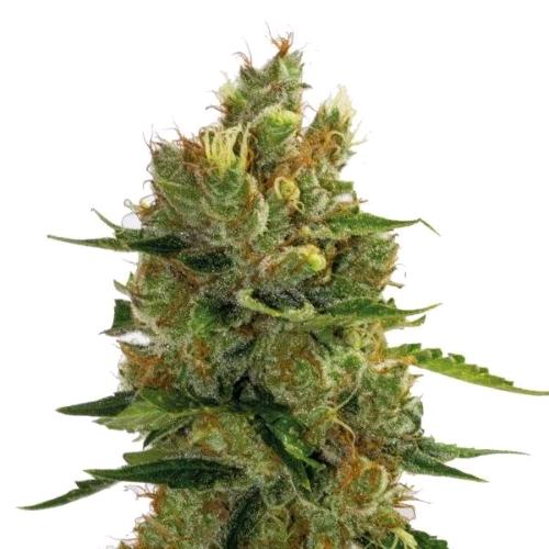 GURU PLANT - BACK TO THE 90' FEM - 10 SEEDS
