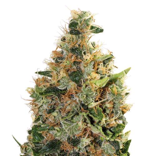 GURU PLANT - BEATNIKUSH FEM - 6 SEEDS