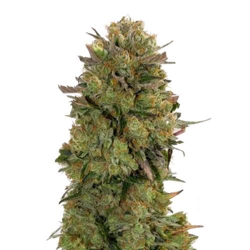 GURU PLANT - CHANTY FEM - GOLD EDITION - 10 SEEDS
