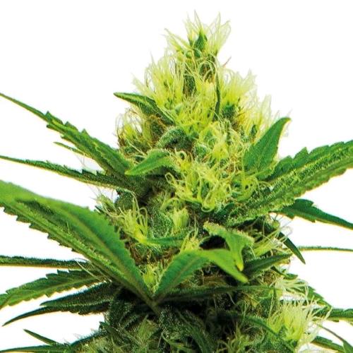 GURU PLANT - ENERGY CBD - 5 SEEDS