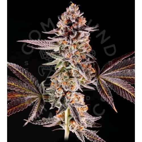 COMPOUND GENETICS - LA BOMBA FEM - 10 SEMI